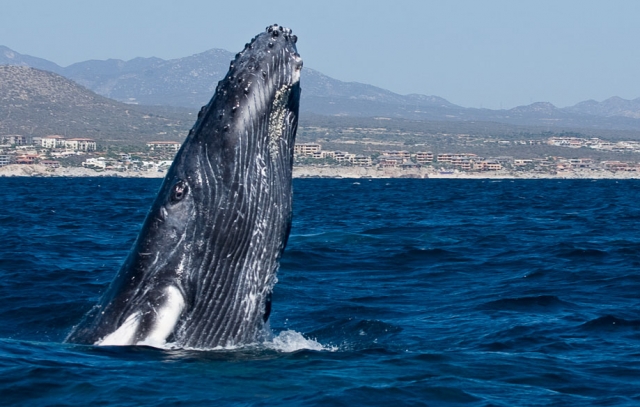  Gray whale jumping 